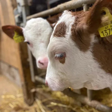 公寓 Bauernhof Helpferer *