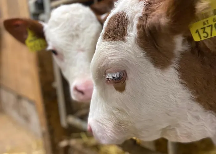 شقة Bauernhof Helpferer *