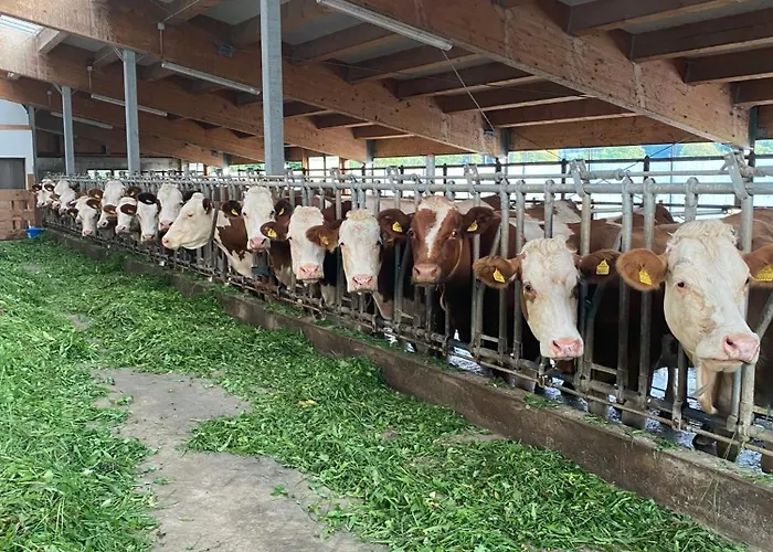 شقة Bauernhof Helpferer رامساو أم داتشستين